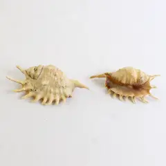 Lot of 2 Spider Conch Collectible Nautical Seashell Refrigerator Magnets 5"