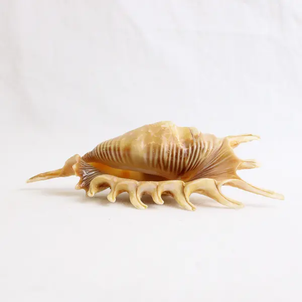 Lot of 2 Spider Conch Collectible Nautical Seashell Refrigerator Magnets 5"