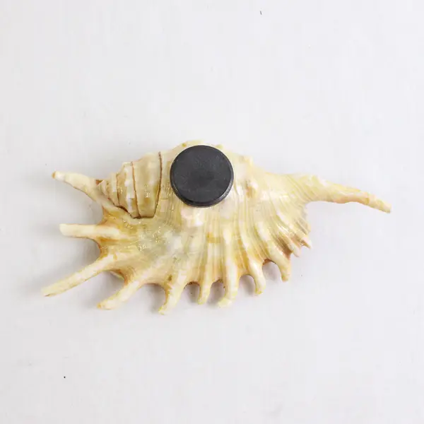 Lot of 2 Spider Conch Collectible Nautical Seashell Refrigerator Magnets 5"