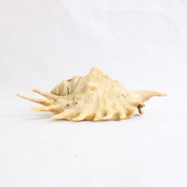 Lot of 2 Spider Conch Collectible Nautical Seashell Refrigerator Magnets 5"