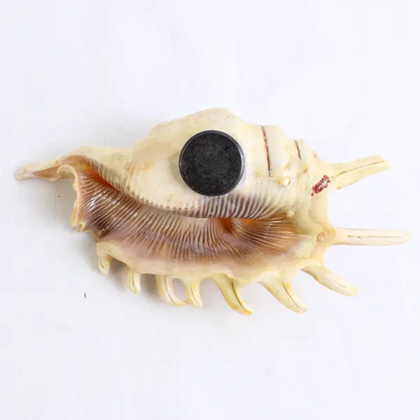 Lot of 2 Spider Conch Collectible Nautical Seashell Refrigerator Magnets 5"