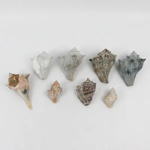 Lot of 8 Whelk Shells Nautical Beach Decor