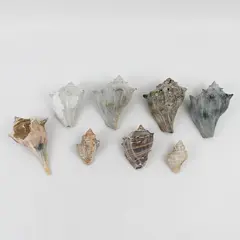 Lot of 8 Whelk Shells Nautical Beach Decor