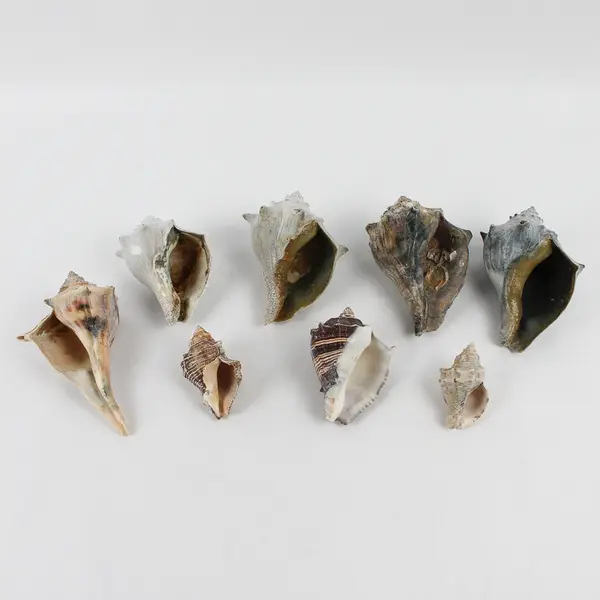 Lot of 8 Whelk Shells Nautical Beach Decor