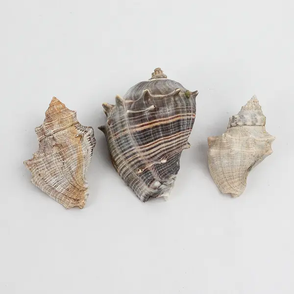 Lot of 8 Whelk Shells Nautical Beach Decor