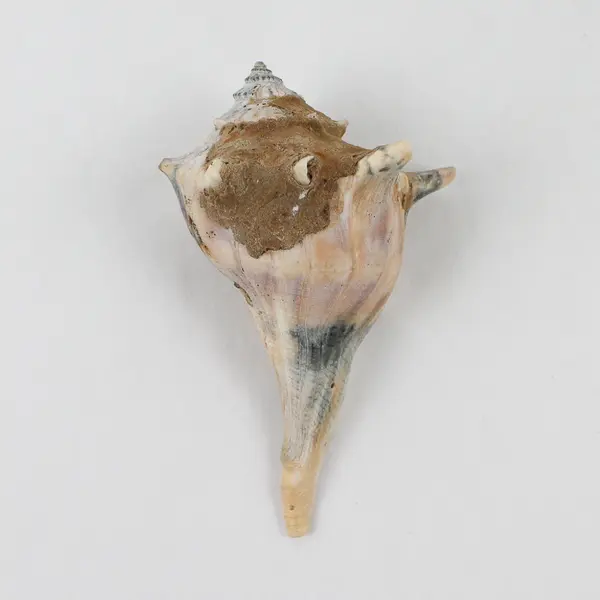 Lot of 8 Whelk Shells Nautical Beach Decor