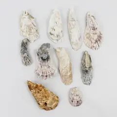 Lot of 10 Oyster Shells Collectible Seashells DIY Craft
