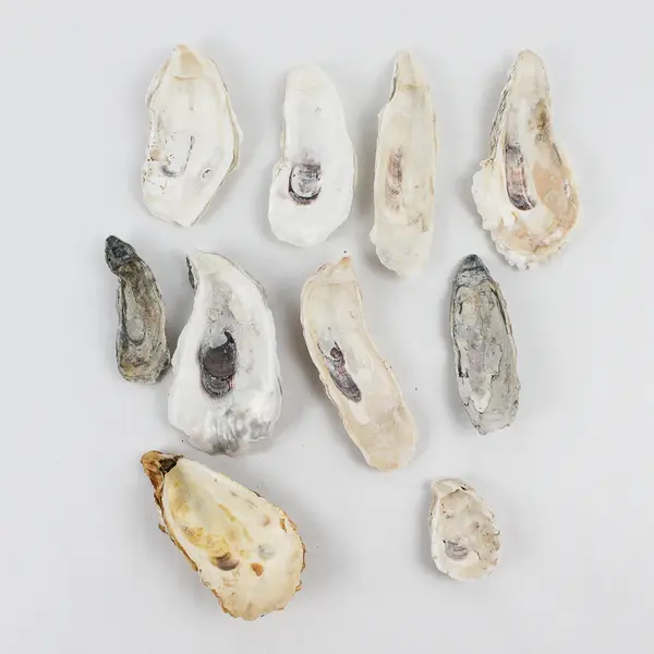 Lot of 10 Oyster Shells Collectible Seashells DIY Craft