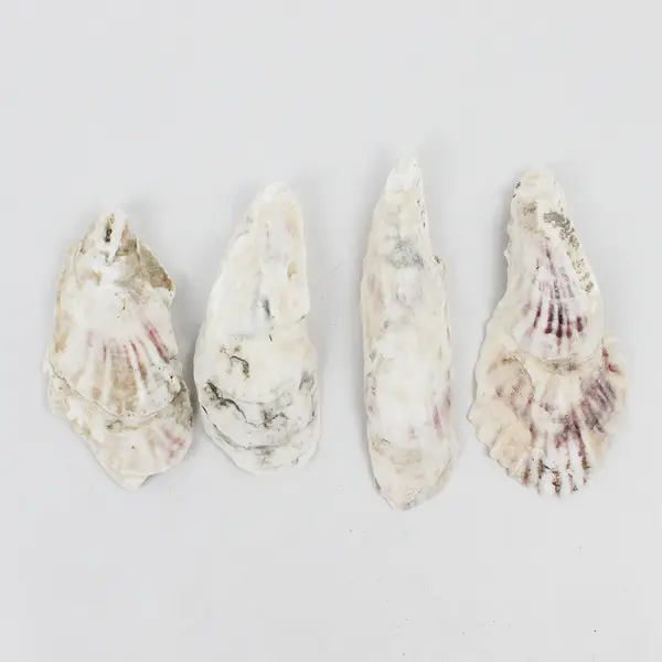 Lot of 10 Oyster Shells Collectible Seashells DIY Craft