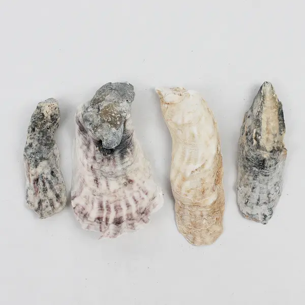 Lot of 10 Oyster Shells Collectible Seashells DIY Craft