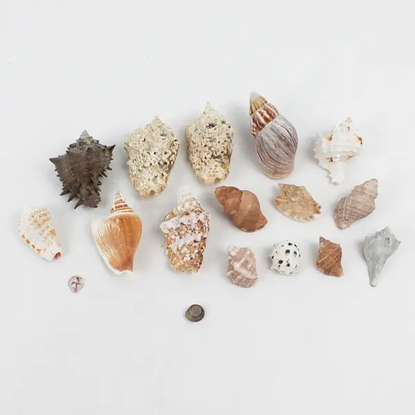 Lot of 15 Assorted Marine Sea Snail Shells Collectible Seashells DIY Crafts