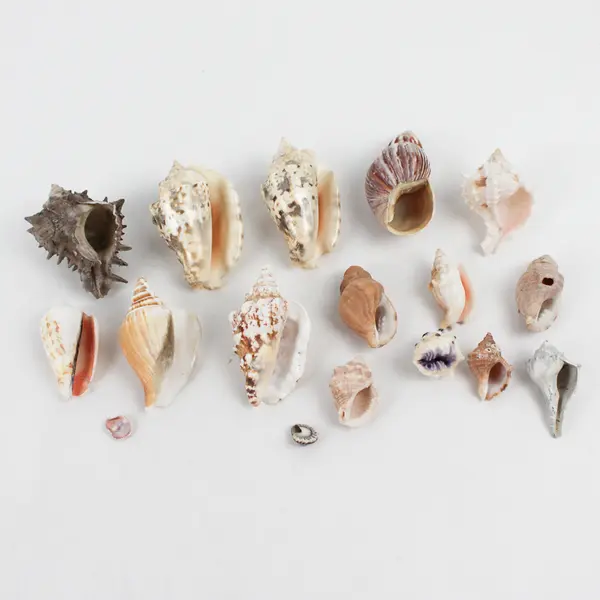 Lot of 15 Assorted Marine Sea Snail Shells Collectible Seashells DIY Crafts