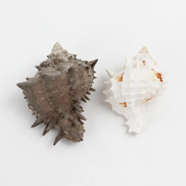 Lot of 15 Assorted Marine Sea Snail Shells Collectible Seashells DIY Crafts