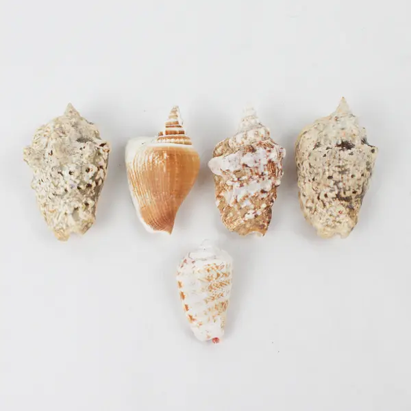 Lot of 15 Assorted Marine Sea Snail Shells Collectible Seashells DIY Crafts