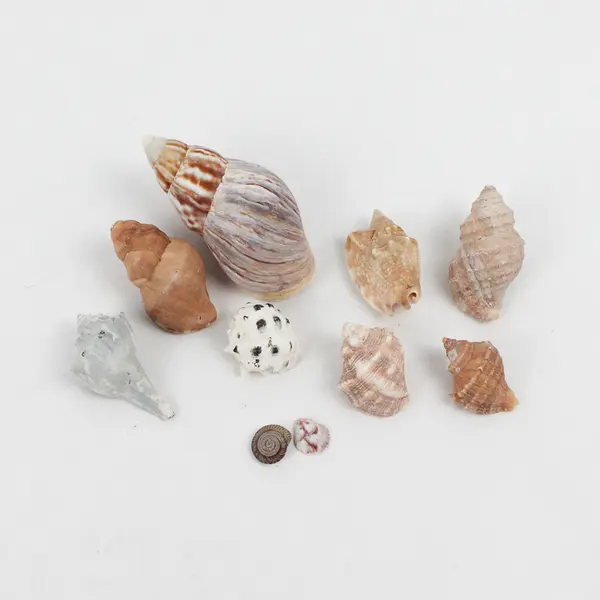 Lot of 15 Assorted Marine Sea Snail Shells Collectible Seashells DIY Crafts