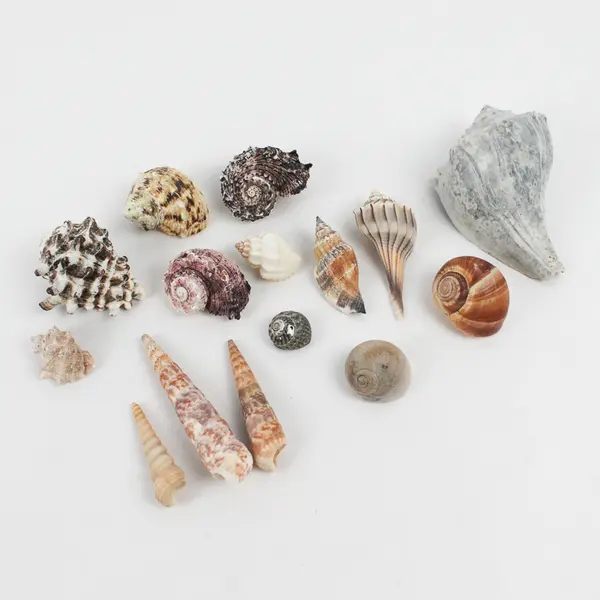 Lot of 15 Various Marine Sea Snail Shells Collectible Seashells DIY Crafts