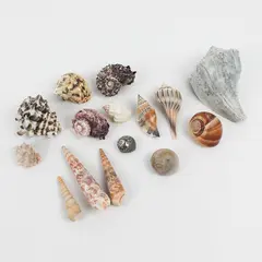 Lot of 15 Various Marine Sea Snail Shells Collectible Seashells DIY Crafts