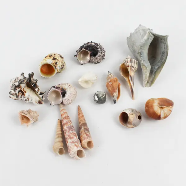 Lot of 15 Various Marine Sea Snail Shells Collectible Seashells DIY Crafts
