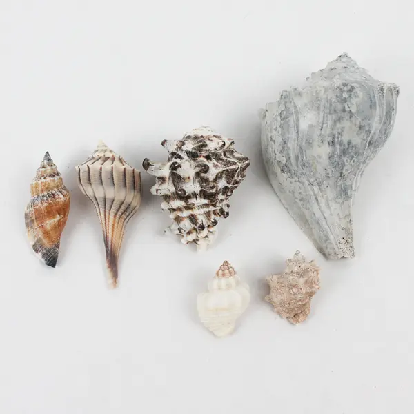 Lot of 15 Various Marine Sea Snail Shells Collectible Seashells DIY Crafts