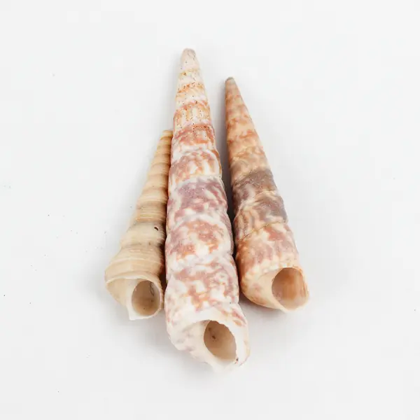 Lot of 15 Various Marine Sea Snail Shells Collectible Seashells DIY Crafts