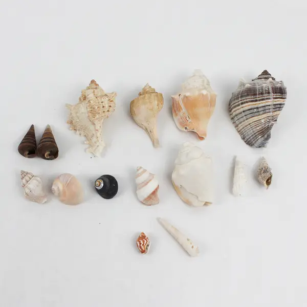 Lot of 15 Marine Sea Snail Shells Assorted Collectible Seashells DIY Crafts