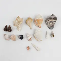 Lot of 15 Marine Sea Snail Shells Assorted Collectible Seashells DIY Crafts
