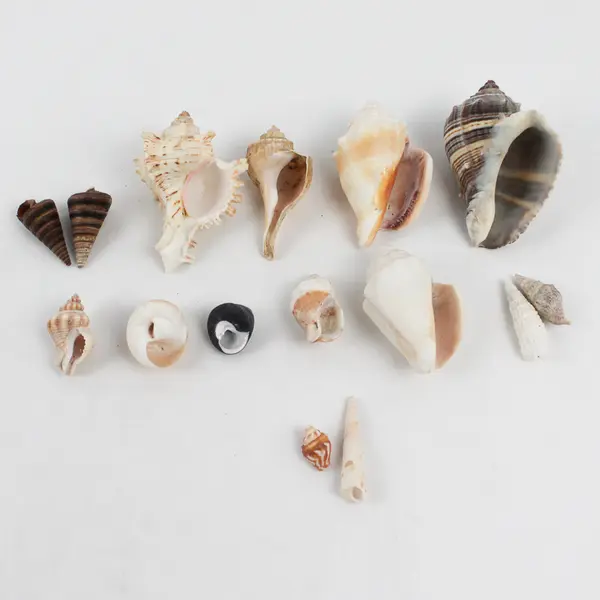 Lot of 15 Marine Sea Snail Shells Assorted Collectible Seashells DIY Crafts