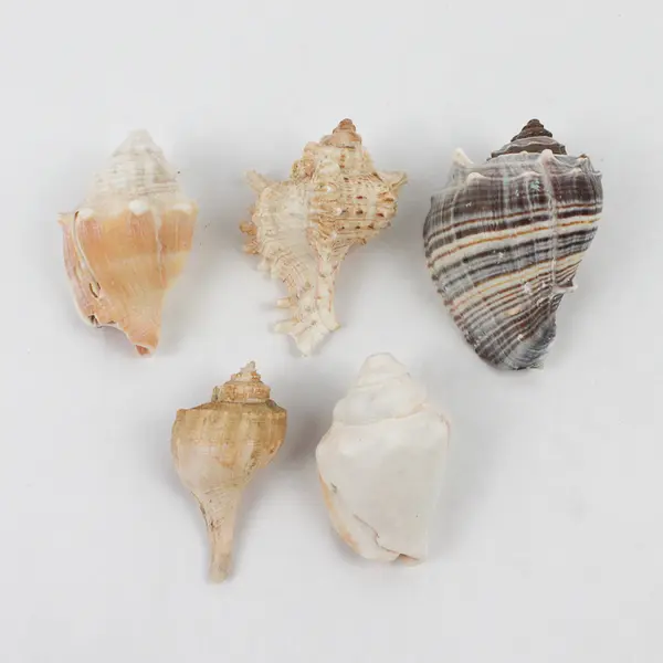 Lot of 15 Marine Sea Snail Shells Assorted Collectible Seashells DIY Crafts