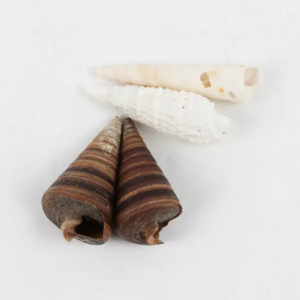 Lot of 15 Marine Sea Snail Shells Assorted Collectible Seashells DIY Crafts