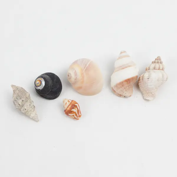 Lot of 15 Marine Sea Snail Shells Assorted Collectible Seashells DIY Crafts
