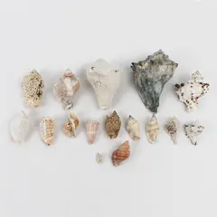 Lot of 15 Marine Sea Snail Shells Assorted Collectible Seashells DIY Crafts