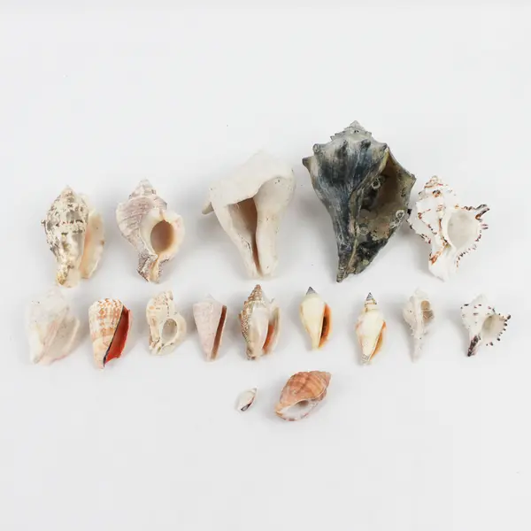 Lot of 15 Marine Sea Snail Shells Assorted Collectible Seashells DIY Crafts