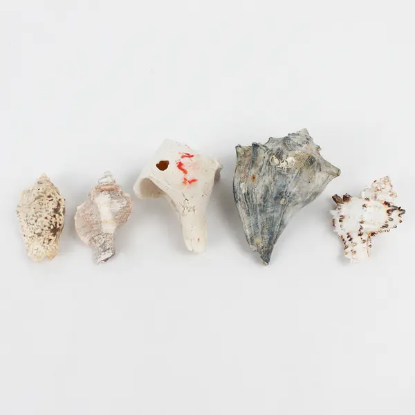 Lot of 15 Marine Sea Snail Shells Assorted Collectible Seashells DIY Crafts