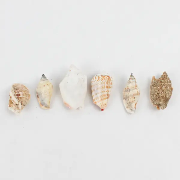Lot of 15 Marine Sea Snail Shells Assorted Collectible Seashells DIY Crafts
