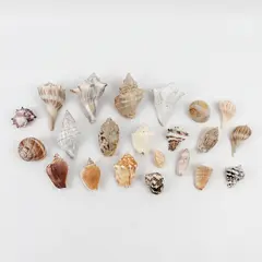 Lot of 22 Marine Sea Snail Shells Assorted Collectible Seashells DIY Crafts