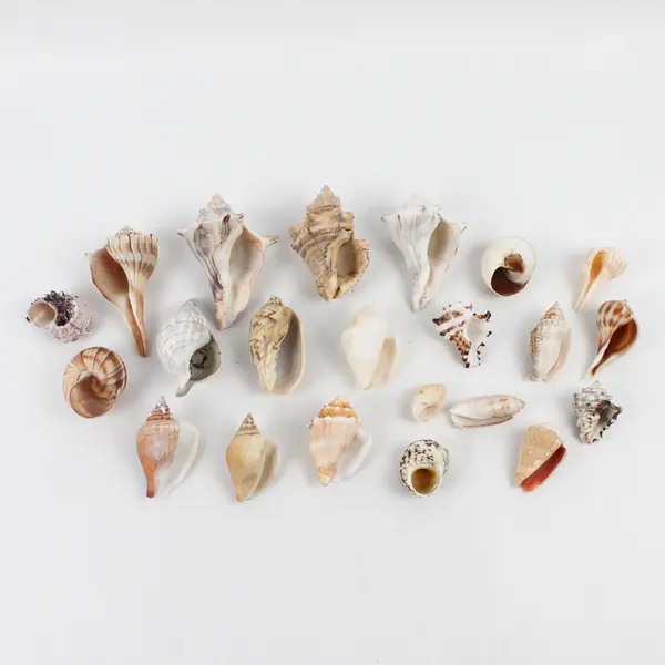 Lot of 22 Marine Sea Snail Shells Assorted Collectible Seashells DIY Crafts