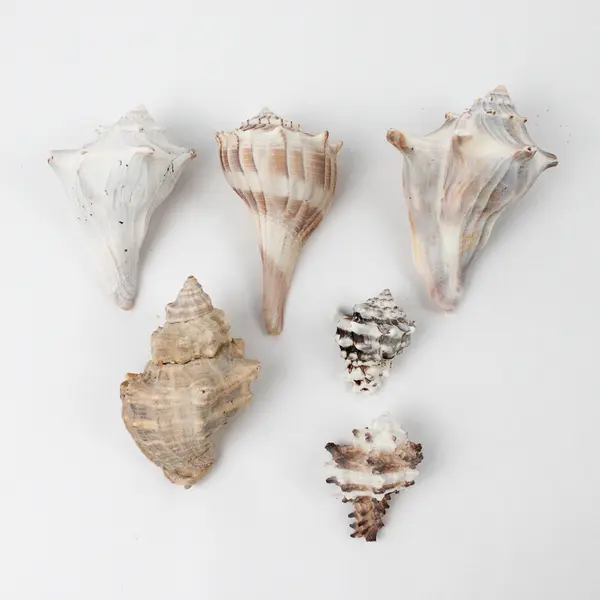 Lot of 22 Marine Sea Snail Shells Assorted Collectible Seashells DIY Crafts