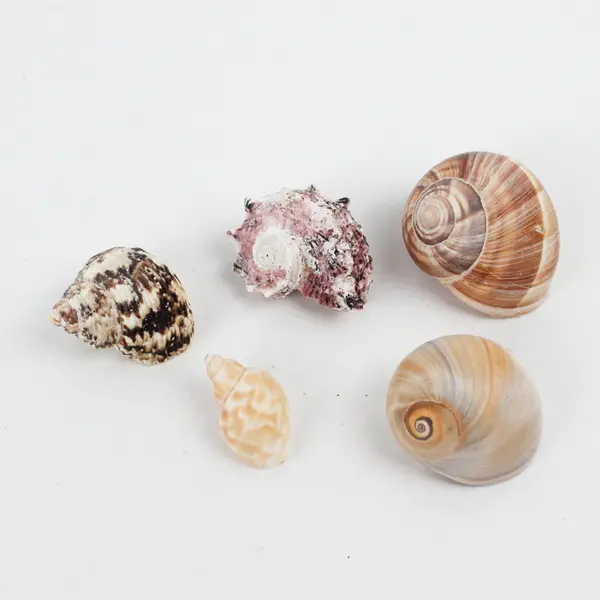 Lot of 22 Marine Sea Snail Shells Assorted Collectible Seashells DIY Crafts