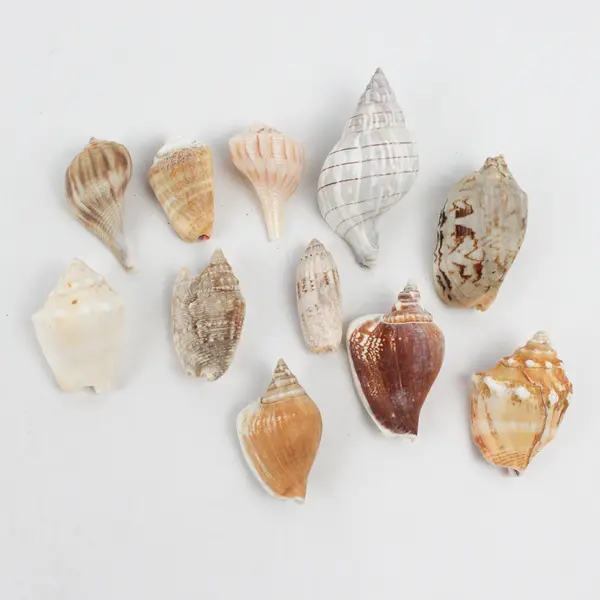 Lot of 22 Marine Sea Snail Shells Assorted Collectible Seashells DIY Crafts