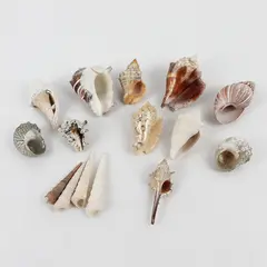 Lot of 15 Assorted Sea Snail Shells Collectible Seashells DIY Crafts