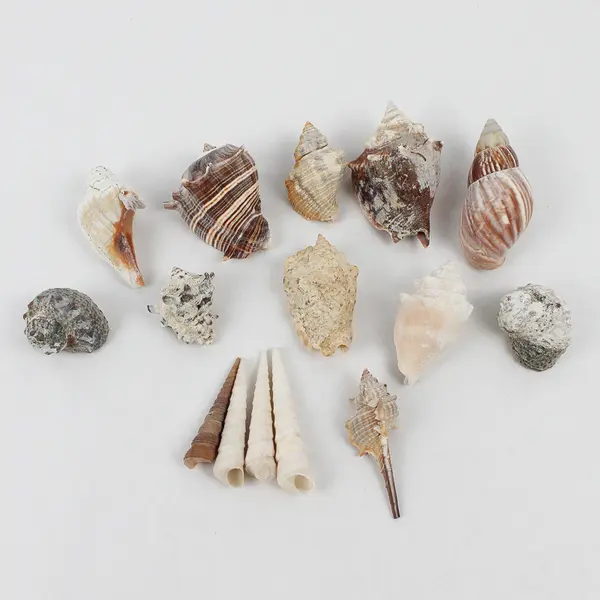 Lot of 15 Assorted Sea Snail Shells Collectible Seashells DIY Crafts