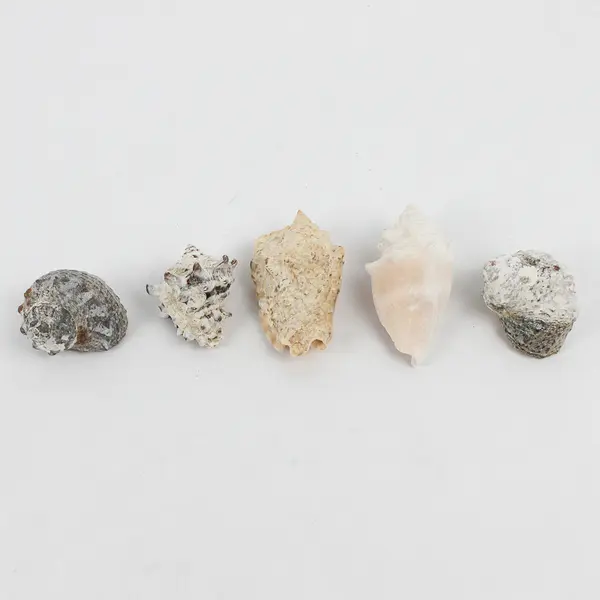 Lot of 15 Assorted Sea Snail Shells Collectible Seashells DIY Crafts