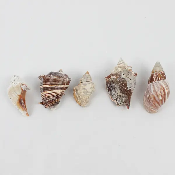 Lot of 15 Assorted Sea Snail Shells Collectible Seashells DIY Crafts