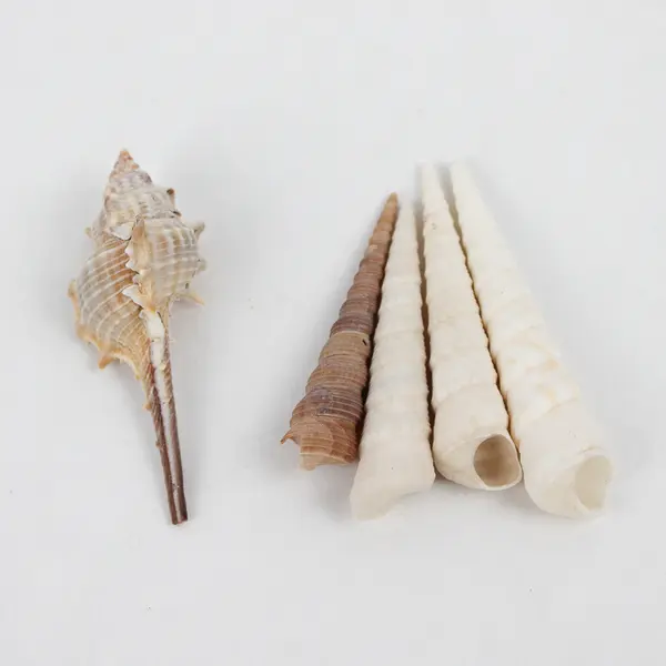 Lot of 15 Assorted Sea Snail Shells Collectible Seashells DIY Crafts