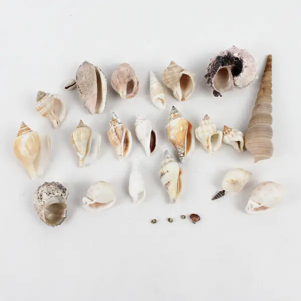 Lot of 20 Assorted Sea Snail Shells Collectible Seashells DIY Crafts