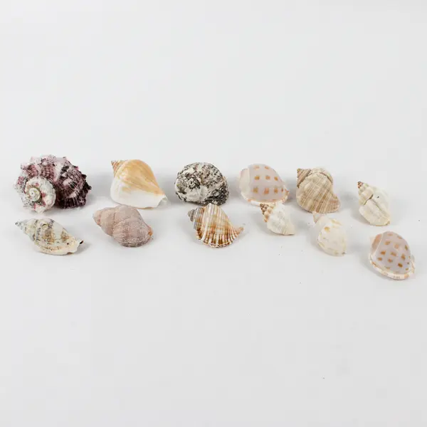 Lot of 20 Assorted Sea Snail Shells Collectible Seashells DIY Crafts