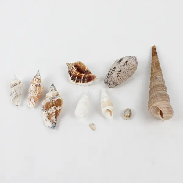 Lot of 20 Assorted Sea Snail Shells Collectible Seashells DIY Crafts