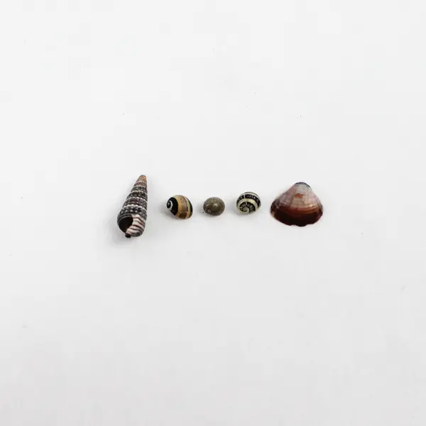 Lot of 20 Assorted Sea Snail Shells Collectible Seashells DIY Crafts