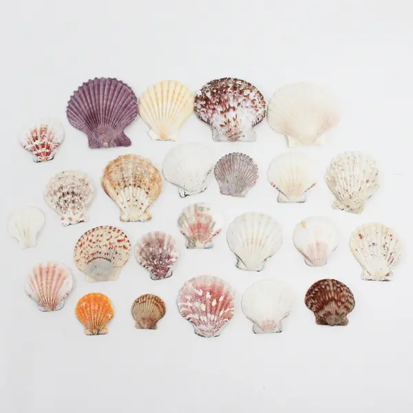 Lot of 24 Assorted Scallop Shells DIY Seashell Crafts FLAWED