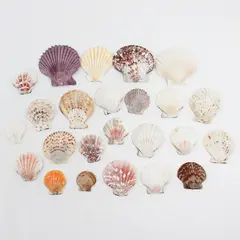 Lot of 24 Assorted Scallop Shells DIY Seashell Crafts FLAWED